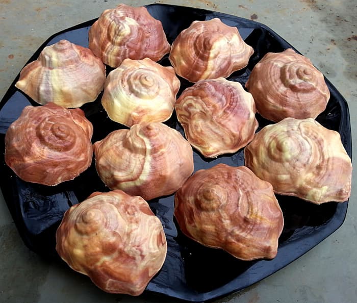 Seashell soaps, colored with Australian red reef clay, rose clay, French pink clay, rhassoul clay, and yellow oxide.