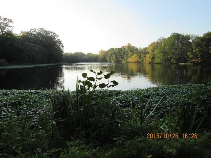 A rich green growth has spread around much of the Perch Pond - seen here. Whether it will survive a cold snap remains to be seen