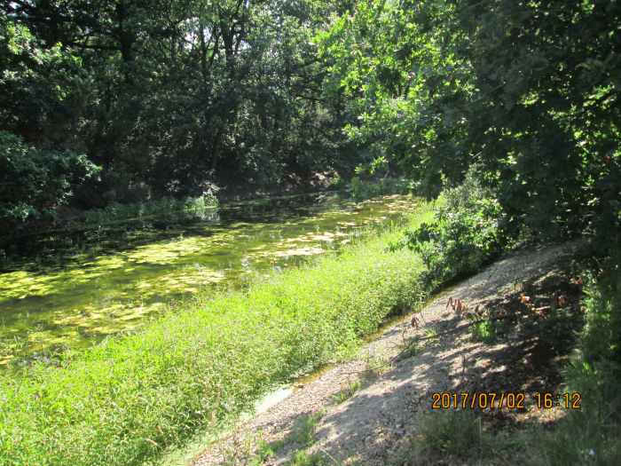 The channel between the eyot on the left and the public footpath alongside the pond has become almost completely overgrown and largely drained