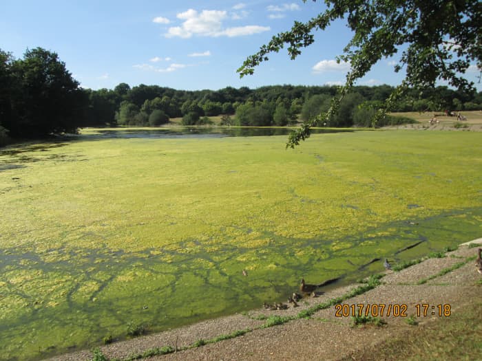 An uncharacteristic hot spell brought on this growth of thick bright green algae. Water had gradually seeped away, leaving the pond shallow, prone to heat - nice for sunbathers, awkward for water fowl to navigate an 'Axminster' carpet-like covering