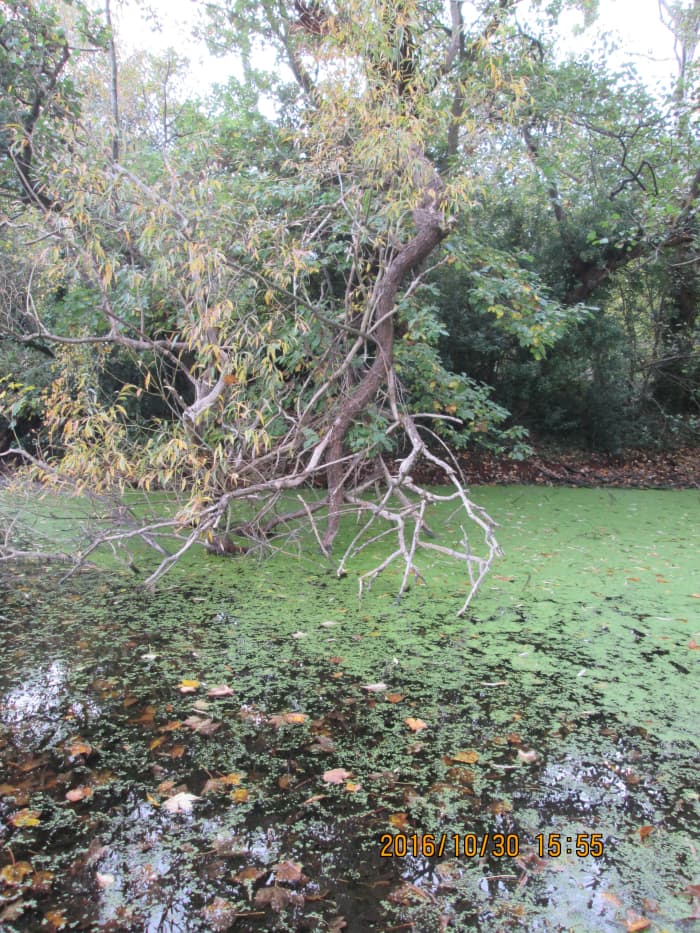 Pea soup? Close to the track that divides the Perch Pond from the Heronry Pond are a pair of islets occupied by water fowl, separated by channels and overgrown enough to pass for the Everglades - I expect to see alligators, but so far none have shown