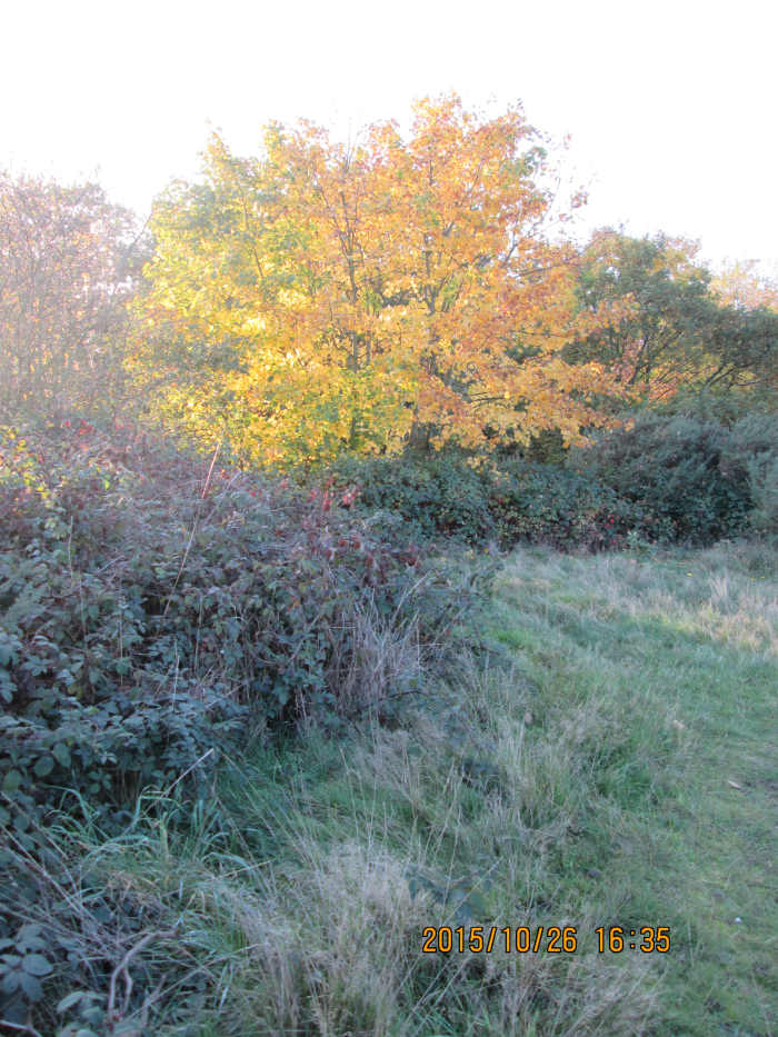 Late in the year, 2015, the leaves on most trees in the park have only just turned. The late afternoon sun has caught this young tree in its rays as it sinks to the tree line on the south side of the Heronry Pond