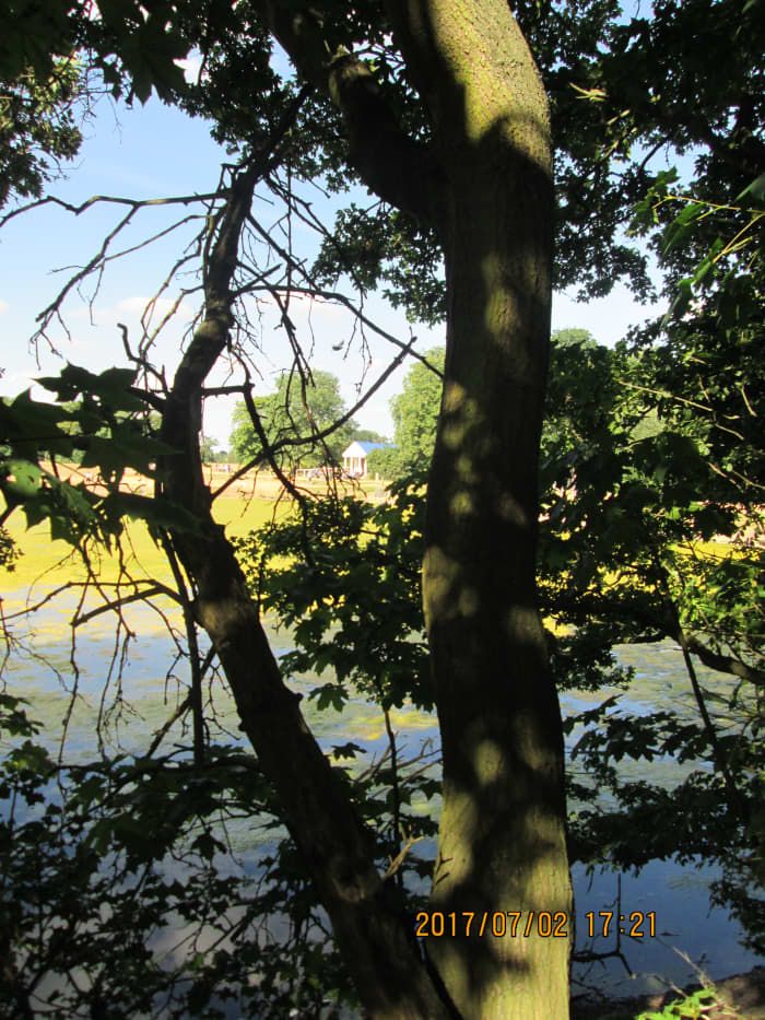 The 'temple' snack bar from a different approach, the root-overgrown footpath between Northumberland Avenue and the Heronry Pond affords some interesting views