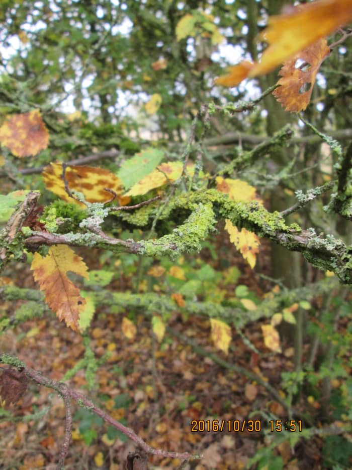 Autumn's with us, most vegetation by the Perch Pond dies back, everything's in abeyance until the sap rises again in four month's time. Some growth thrives whatever time of the year, however