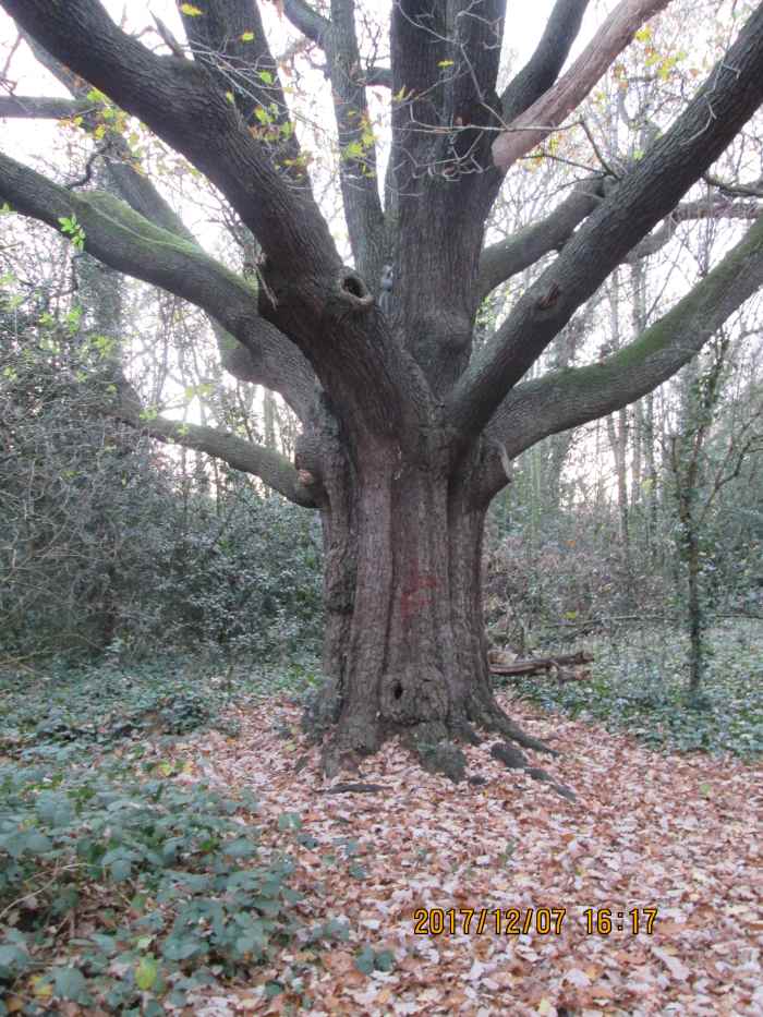 The 'Repton Oak' in the 'bottleneck' of the park towards Blake Hall Road. It is in fact nine oaks, bound together about 300 years ago by the Tylney-Long family's head gardener, and grown as one. It's suffered on its southern side, with broken boughs