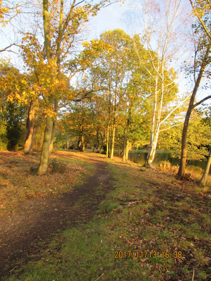 On the north side of the Perch Pond where the undergrowth was recently pared back, an autumnal view looking east with the sun behind me to my right