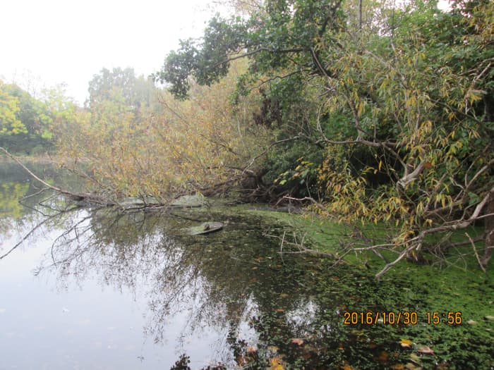 The side that faces the main 'Heronry' pond is clear enough but for scum at its easternmost end near the riding stables