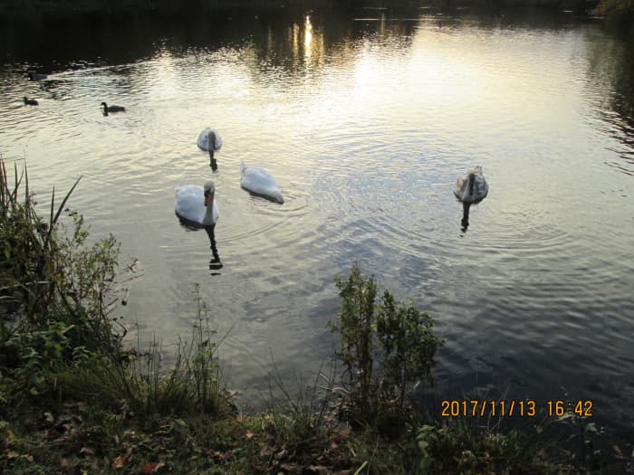 A family group of swans - the adults left it a bit late to start, as their cygnets are not fledged yet and winter is on us. The pond's largely frozen overnight, with gaps in places for the wildfowl to swim in since this picture was taken