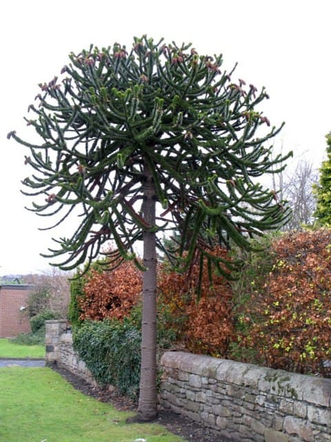The Monkey Puzzle Pine seen above is a surviving relative of the Wollemi pine