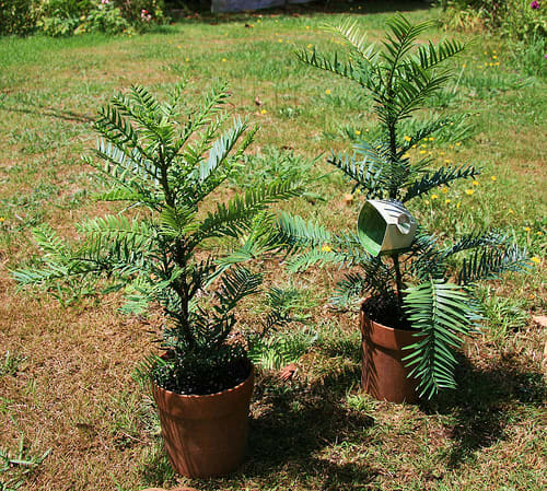 Young Wollemi pines