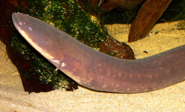 'Electrophorus electricus'' (electric eel) at the Steinhart Aquarium in San Francisco
