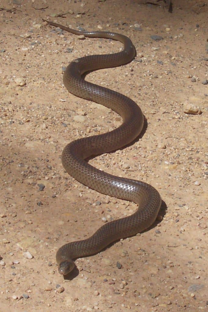 The eastern brown snake has highly potent venom. However, it normally defends itself with a non-fatal bite, which means that the mortality rate for an untreated snakebite is only 10-20%, surprisingly low.