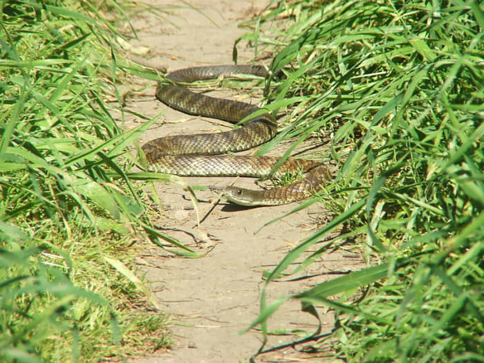 A common tiger snake in Banyule Flats Reserve, Melbourne. It is illegal to export a native Australian snake and in most states, tiger snakes are a protected species, so it is illegal to kill or injure them.