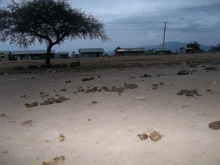 The Aftermath - Every morning the grounds around the town look are a dung minefield. This opportunity for the export of Donkey manure