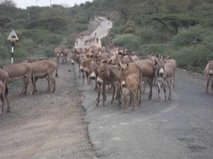 "It is still too early for the meeting," the lead donkey seems to say as the pack grazes its way to Ole Tepesi