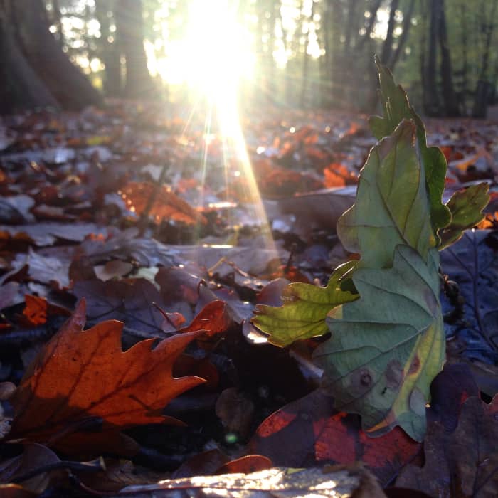 An invigorating walk in the woods can result in a bounty of foraged foods