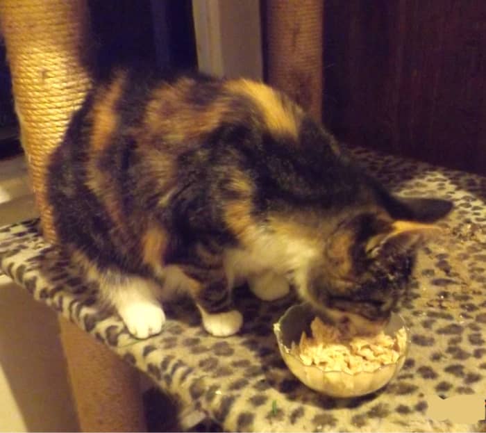 Lily is older with a typical feline hyperthyroid. She needs more calories; so I often add goat milk to her food.
