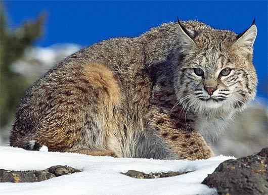 How to take care of your Bobcat - a complete guide - HubPages