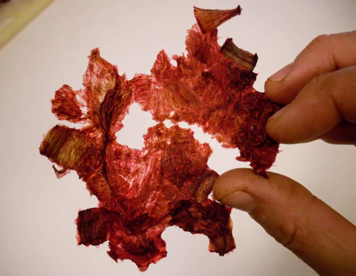 Here is a section of thoroughly dry rhubarb bits which have been steamed. The apparent dark discoloration is due to the concentration of the tissues.