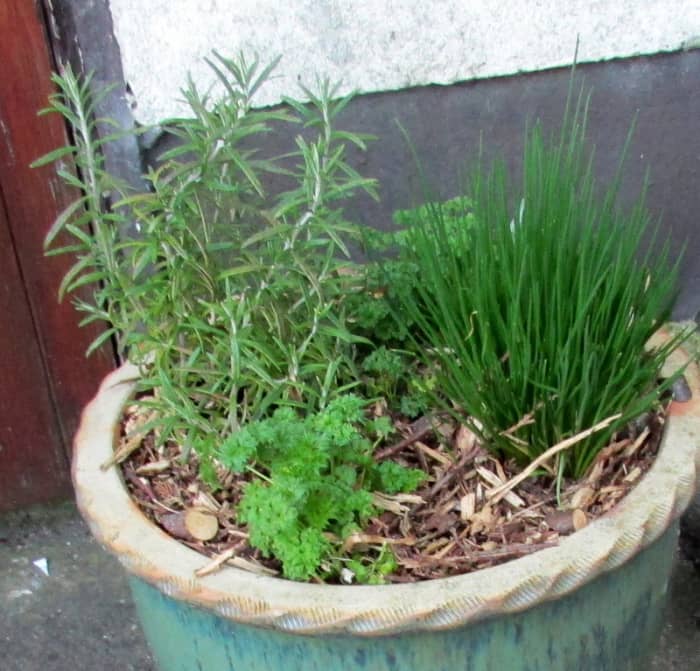 Placing Thyme, Parsley and Chives next to your plants will protect them from slugs and snails