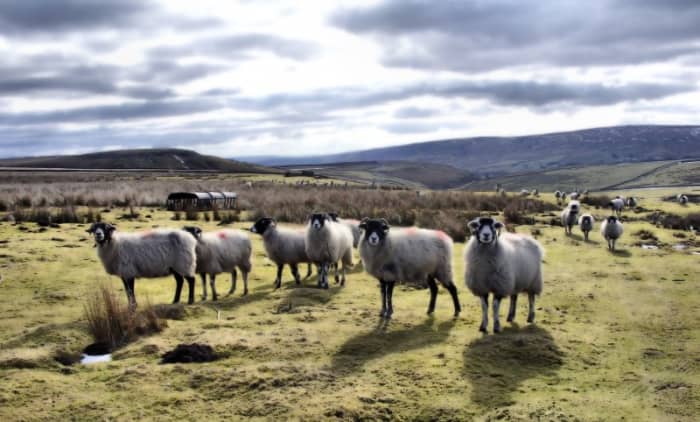 Sheep and Dales, Dales and sheep, identifiable together with the black and white Border Collie to round them up as long as they 'don't run t' meat off t' flock' (run them thin). Looking west across the high ground in the Yorkshire Dales