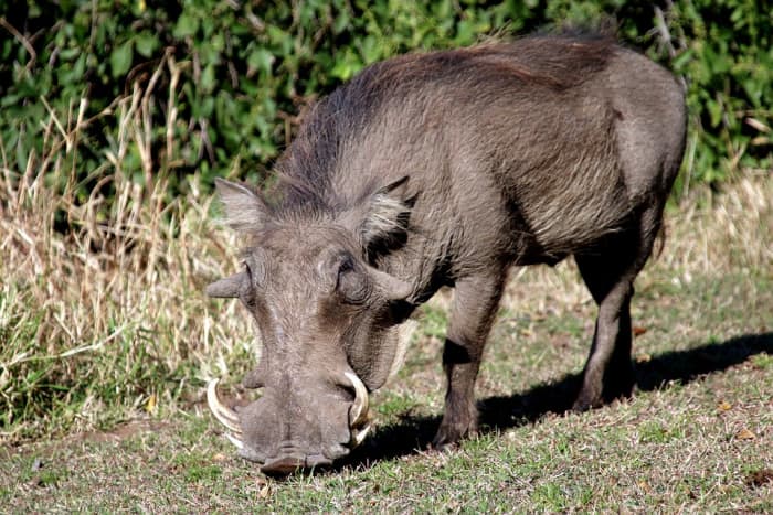 Top 50 Animals with Long Noses - HubPages