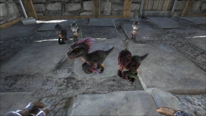 Its fairly easy to breed the dinosaurs on Ark survival evolved, however, it can be time consuming to hatch the egg and raise them to where they can defend them self.