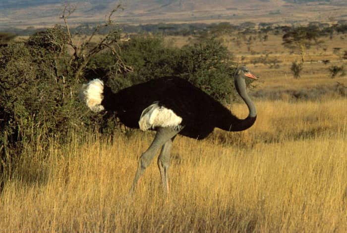The Somali Ostrich diverged from its Ostrich relatives sometime between 4.1 and 3.6 million years ago.