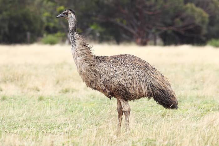 The Emu is the third tallest bird in the world after its two Ostrich relatives. It can reach up to 6ft 2 inches.