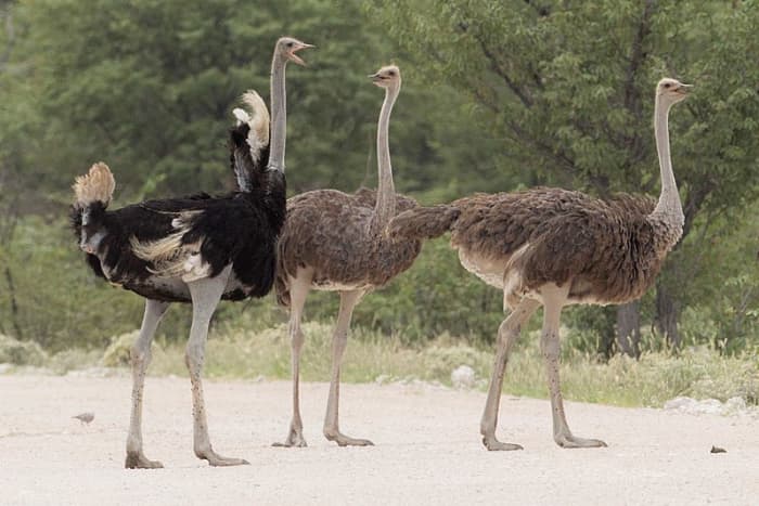The Common Ostrich is split into 4 separate subspecies, one of which, the Arabian Ostrich became extinct in 1966.