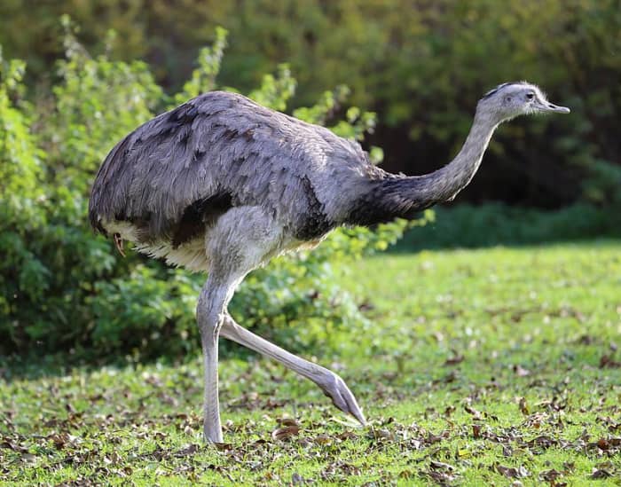 Since 2000 a small population of Greater Rheas' has established itself in Germany, making them the only flightless birds to be found in Europe.