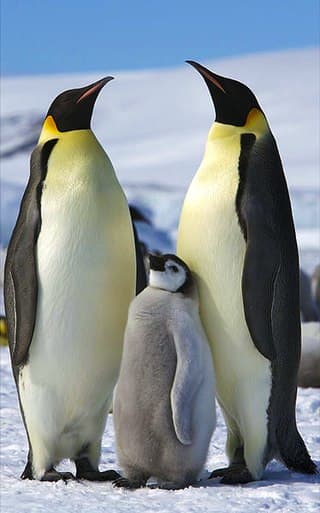 Emperor Penguins are the only penguins that breed during the savage Antarctic winter. They often to have withstand temperatures of -40 degrees C.