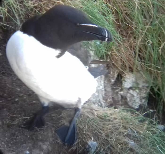 With the right photography equipment you can get amazing close shots of birds such as this Razorbill.