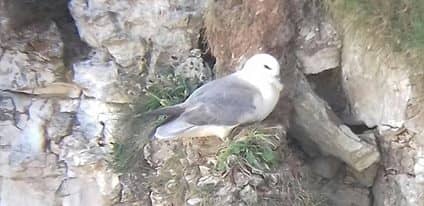 This was the only picture of a Northern Fulmar that I could get. If you do visit Bempton you'll find yourself taking more Puffin pictures than you need.