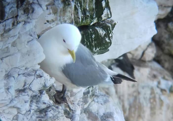 It never ceases to amaze me how birds such as this Black-legged kittiwake are able to cling to the smallest cliff edge.