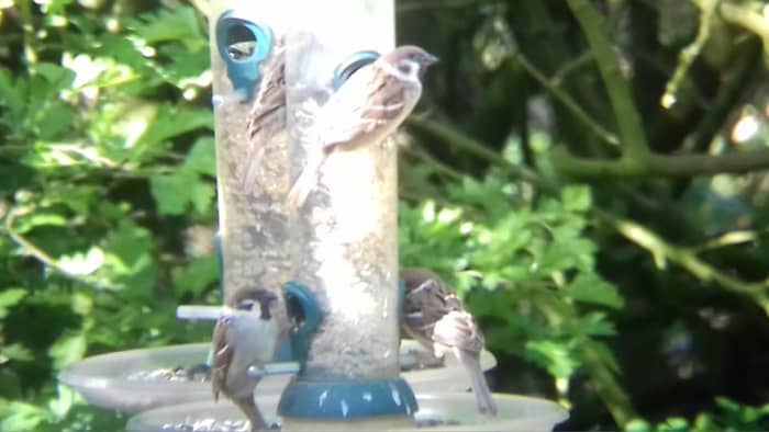 Tree sparrows are a refreshingly common sight on the many bird feeders found in the visitor centre grounds.