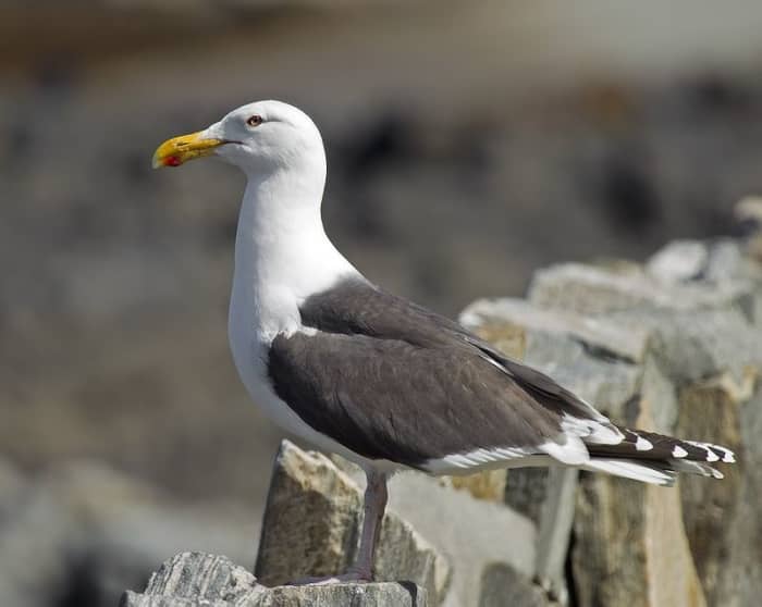 Likewise, I've yet to capture a Great Black-backed Gull. They are truly enormous birds, approaching goose proportions in terms of size and wingspan.