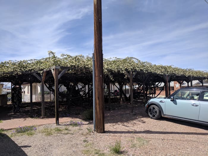 Rose Bush Arbor providing shade to those visiting Sacred Heart Catholic Church - Buses are from cuttings taken form Mary Gee's Giant Rose Bush (possibly from some of the original cuttings sent to Mary from Scotland)