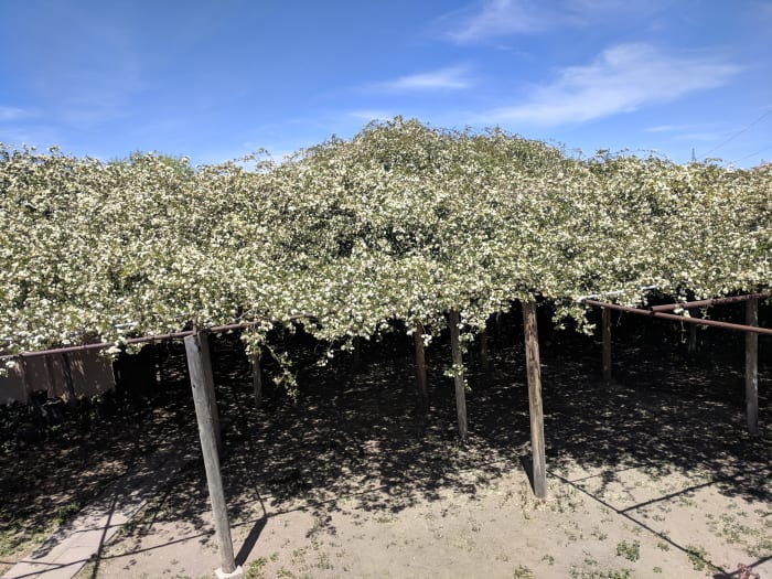 In 1930s James Macia, who was tired of tripping over the branches covering the ground told his wife he was going to either dig up the bush, cut it down build a trellis. His wife told him to build the trellis that the branches now rest on