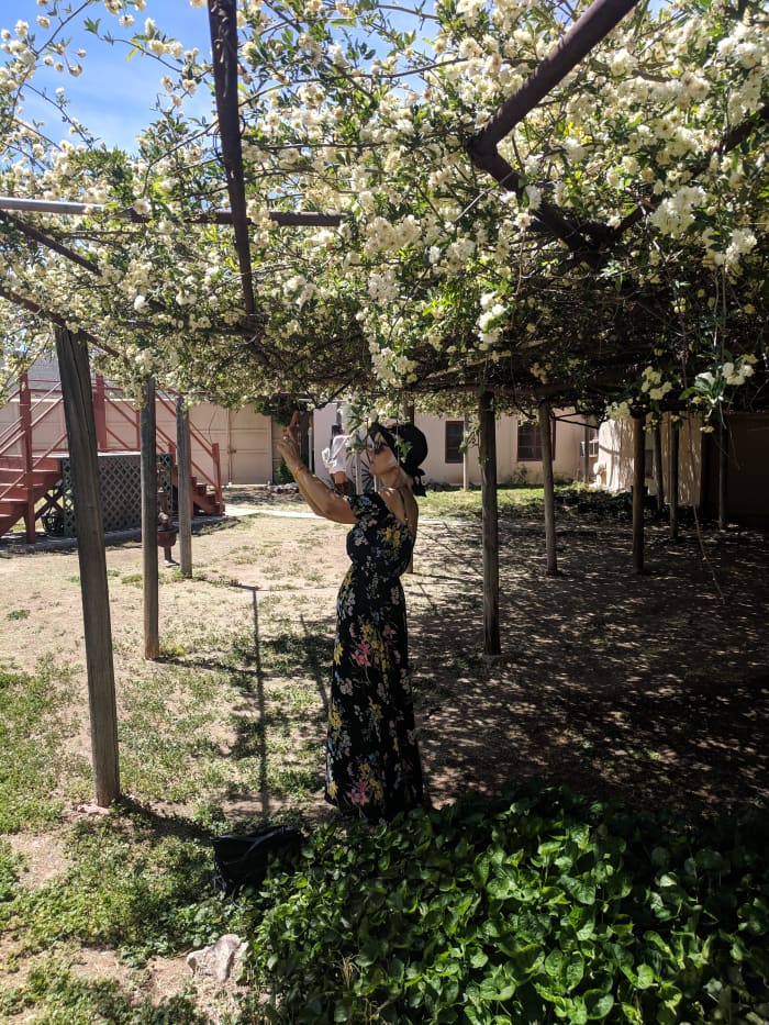 The evergreen Lady Bakasia Rose Bush in Tombstone, AZ provides year round shade from the desert sun.