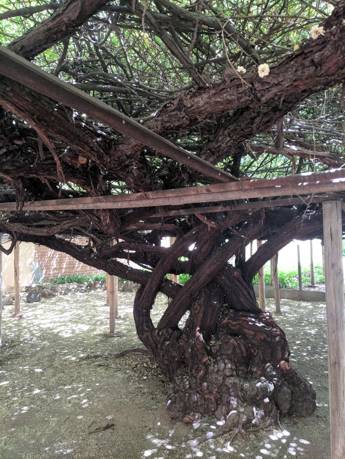 The massive trunk that supports the Lady Bakasia's sprawling branches covering the trellis