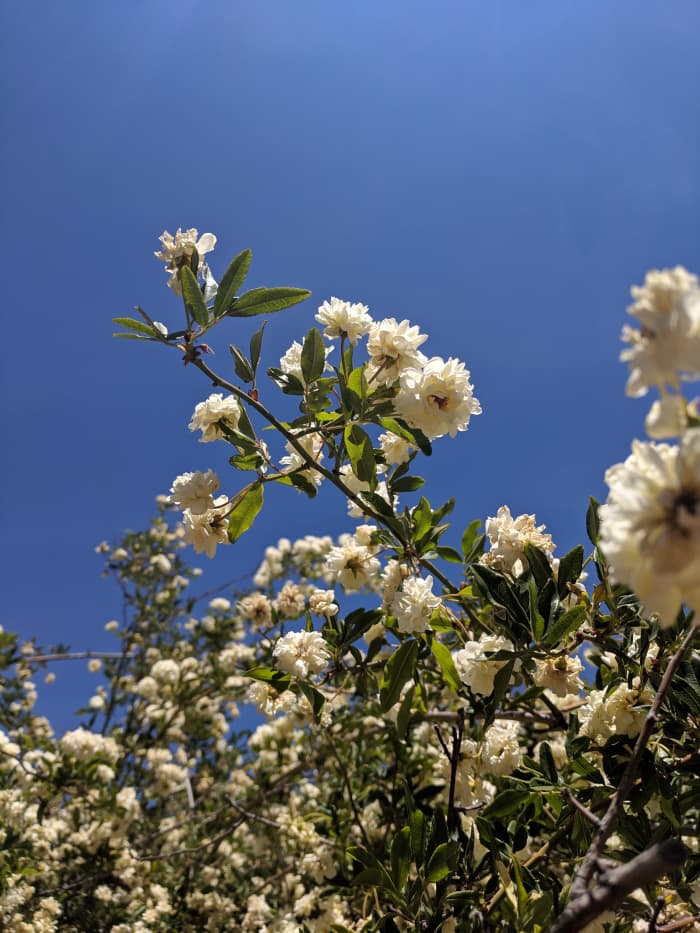 Lady Bakasia Rose Bush in Tombstone, AZ is covered with blooms in spring.