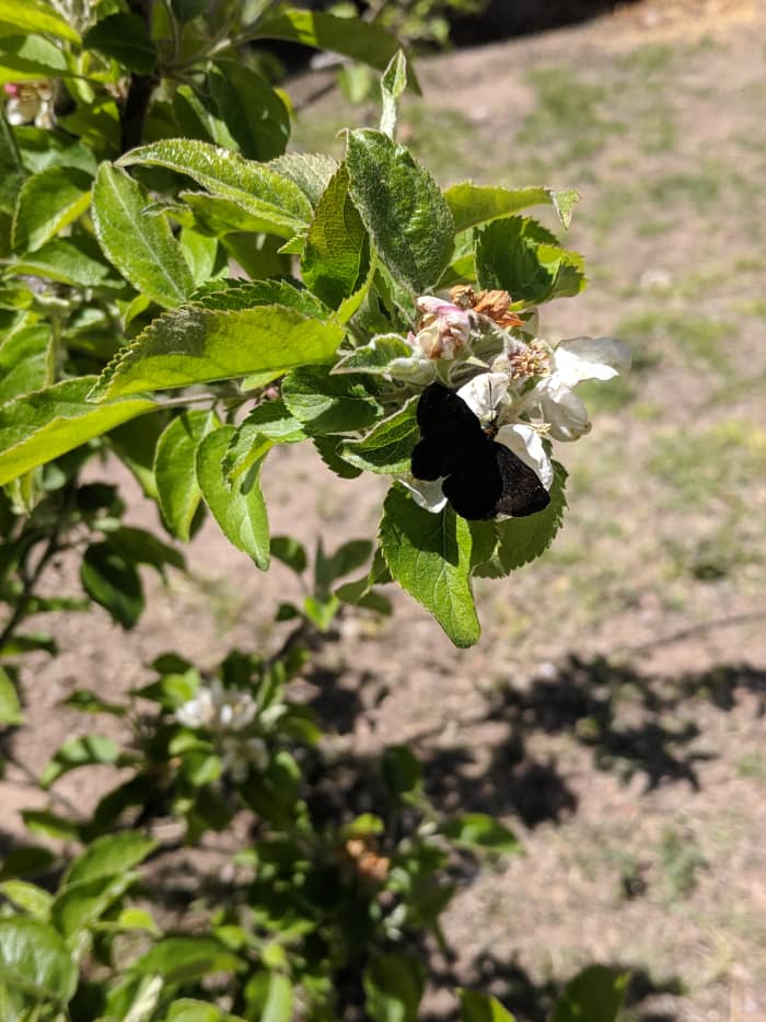 The courtyard where the Lady Bankisa grows also has a pear tre and china berry tree. This butterfly is enjoying nector from one of the blossoms on the pear tree