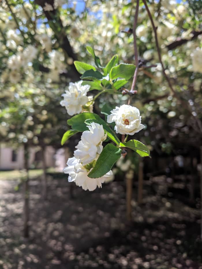 Close up of the small (about the size of a quarter) flowers on the world famous Lady Bakasia Rose bush in Tombstone, AZ
