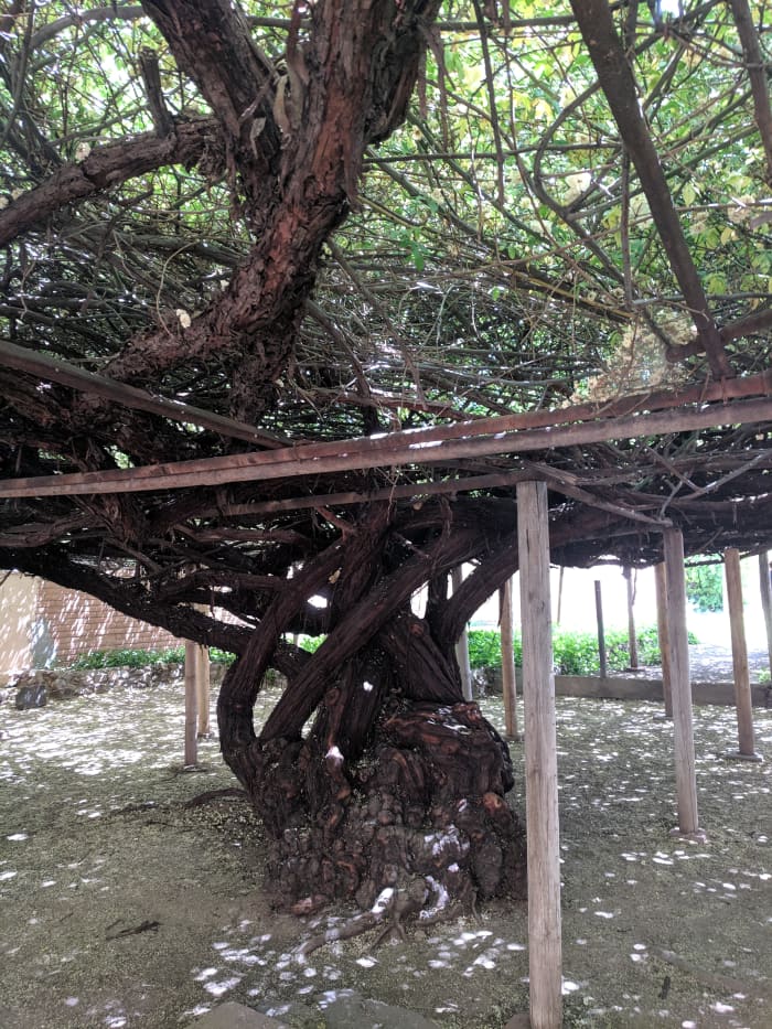 Large trunk and massive canopy of rose bush that Mary Gee planted a century and a half ago