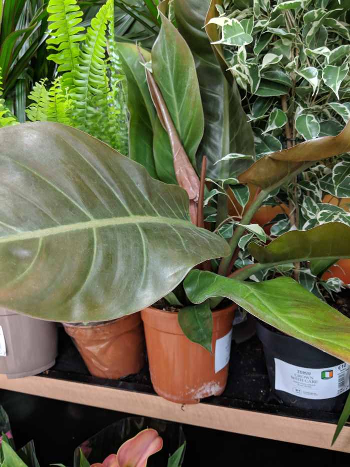 Buying House Plants in Ireland HubPages