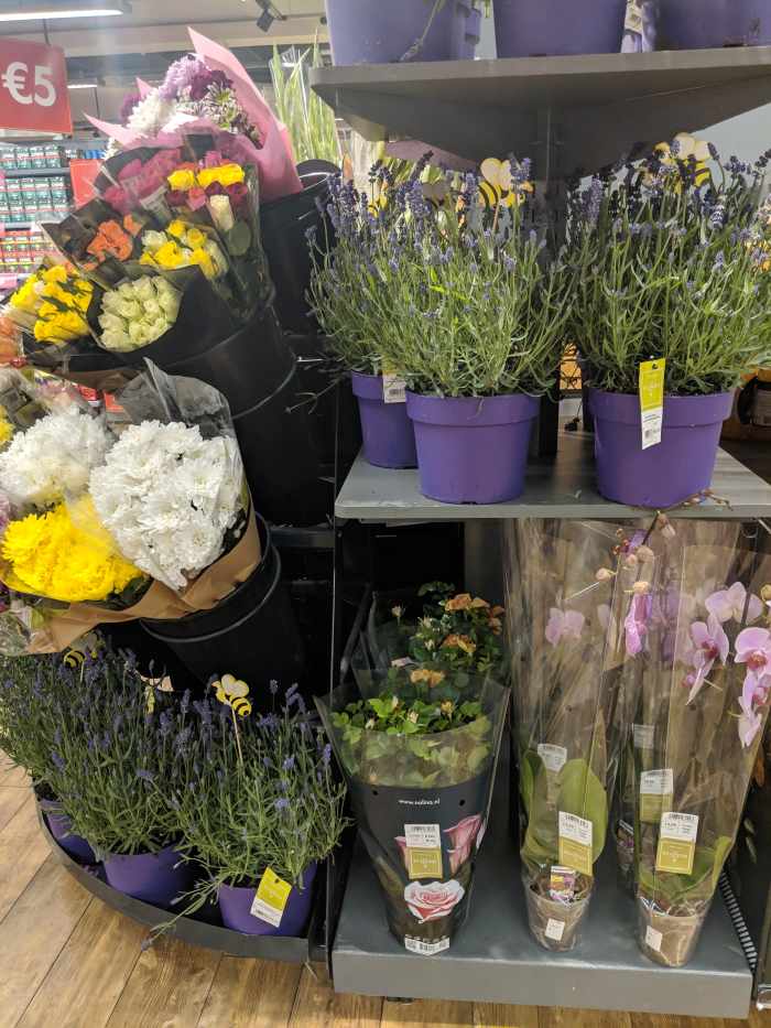 Buying House Plants in Ireland HubPages