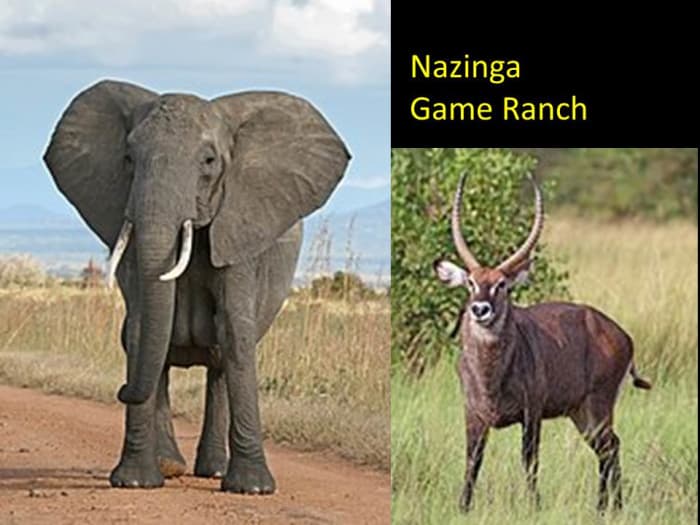 You can see Elephants and Waterbucks besides many other animals at Nazinga