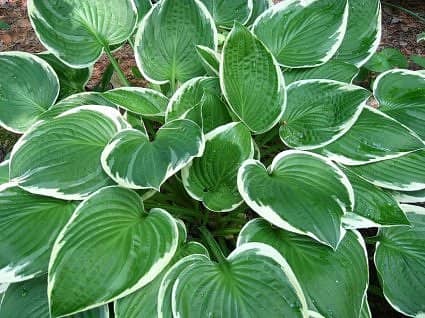 Hosta with white edges on the leaves. Hosta comes in many sizes and leaf colors. If you have a lot of deer in your woods, they might eat the hosta leaves. My neighbor has a problem, but they don't seem to venture far enough into my yard for the hosta