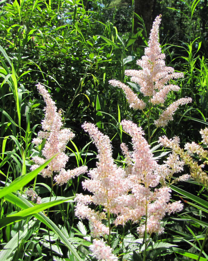 This astilbe is the palest of pinks. Nearby, I have one that's more of a coral pink. Makes a nice contrast.